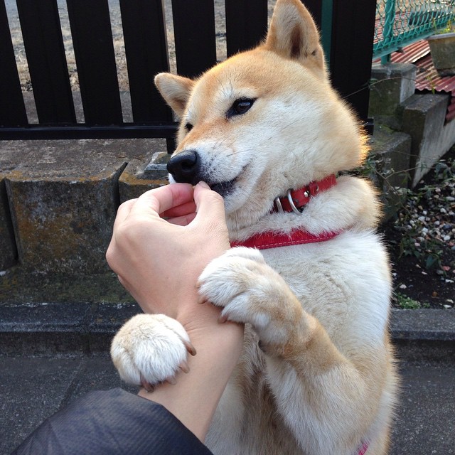 跨界连线，一位NBA教练的葡萄牙梦，如何破解了巴西足球的华丽舞步